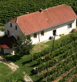 Vrhunska buteljcna vina stajerska