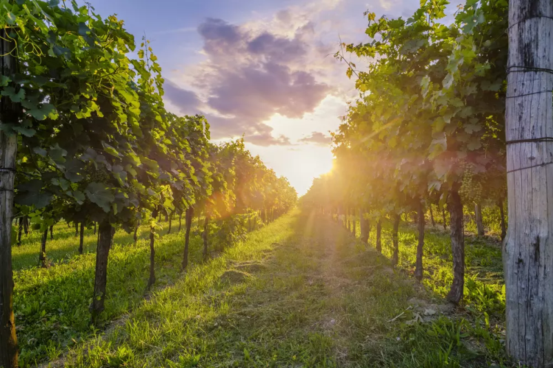Vrhunska suha vina Štajerska