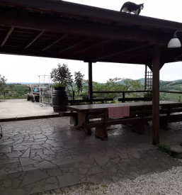 Najboljša vina Goriška Brda