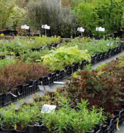 Vrtnarija in urejanje vrtov kranj