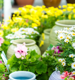 Vrtnarija in urejanje vrtov kranj