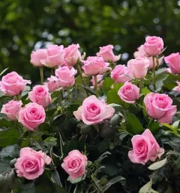 Vrtnarstvo in urejanje okolice slovenske konjice