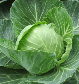 Vrtni center Gorenjska