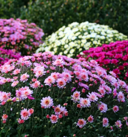 Domača zelenjava Cerklje na Gorenjskem