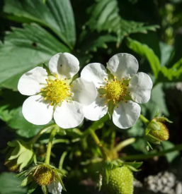Vrtnine Cerklje na Gorenjskem