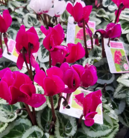 Domače sadje in zelenjava Cerklje na Gorenjskem