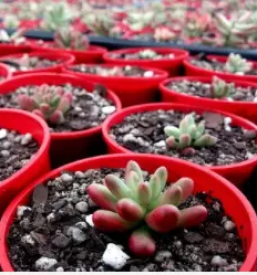 Ugoden vrtni center in cvetličarna Celje in okolica