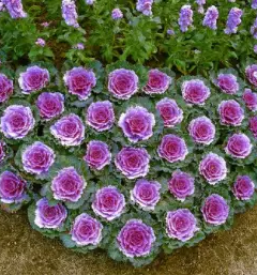 Lep vrtni center in cvetličarna Celje in okolica