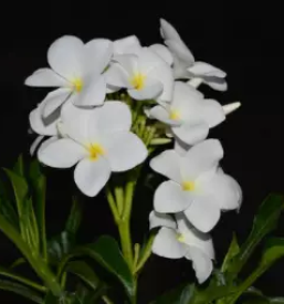 Vrtni center in cvetlicarna celje in okolica