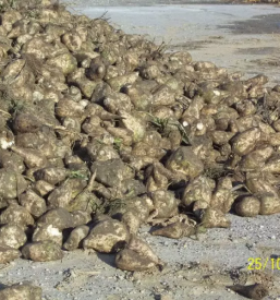 Zadruga kooperativa kristal