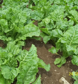 Zadruga Kooperativa Kristal