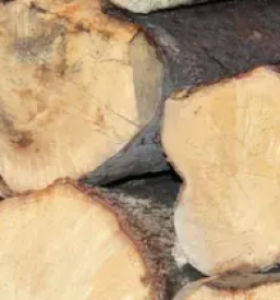 Žaganje lesa Velenje