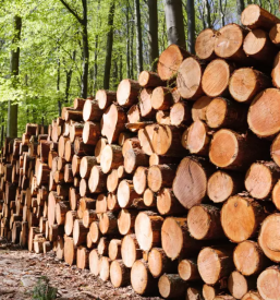Zaganje lesa rovte in okolica
