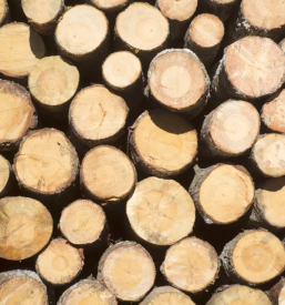 Zaganje lesa rovte in okolica