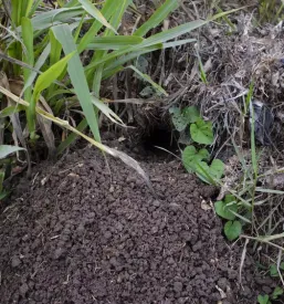 Zascitne mreze in pasti za glodalce velenje