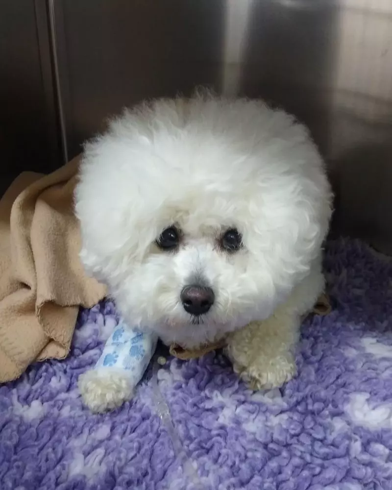 Zdravljenje malih živali Kamnik 