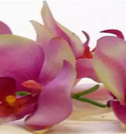 ugoden zdravstveni turizem posocje