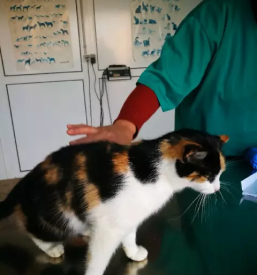 Ambulanta za male zivali ormoz