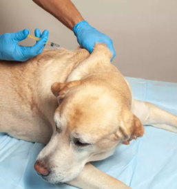 Ambulanta za male zivali ormoz