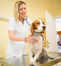 Ambulanta za male živali Ljubljana Bežigrad