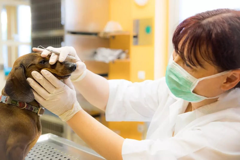 PET VET, ambulanta za male živali v Ljubljani