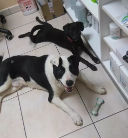 Veterinarska ambulanta Črnomelj, okolica