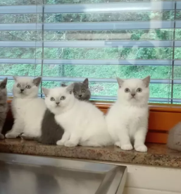 Veterinar za male živali Črnomelj