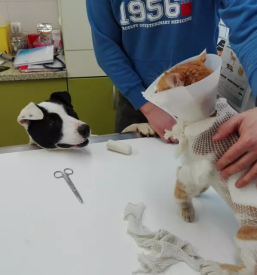 Veterinarska ambulanta Črnomelj, Bela krajina