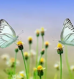 Apartmaji za oddih in sprostitev goricko