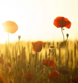 Apartmaji za oddih in sprostitev goricko