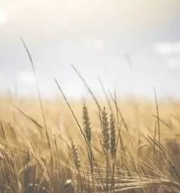 Apartmaji za oddih in sprostitev goricko