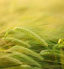 Apartmaji za oddih in sprostitev goricko