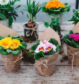 Balkonske rastline gorenjska