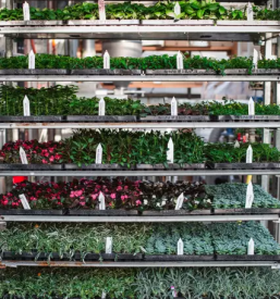 Balkonske rastline gorenjska