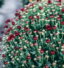 Balkonske rastline gorenjska