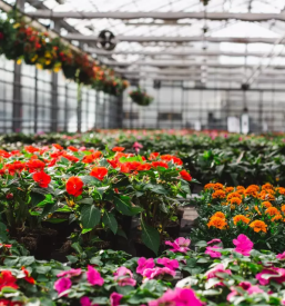 Balkonske rastline gorenjska