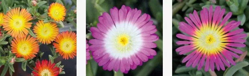 Balkonsko cvetje Gorenjska