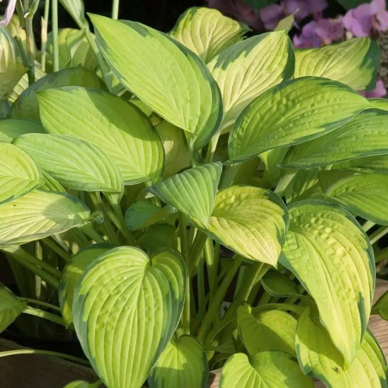 Naj vaš dom krasi naše balkonsko cvetje z Gorenjske!