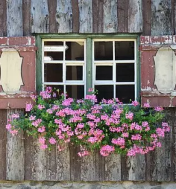 Balkonsko cvetje koroska