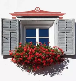 Balkonsko cvetje koroska