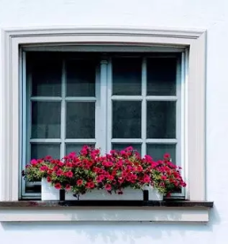 Balkonsko cvetje koroska