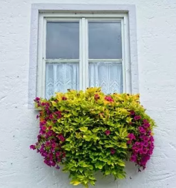 Balkonsko cvetje koroska