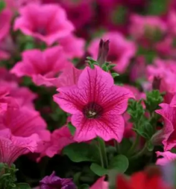 Balkonsko cvetje prevalje