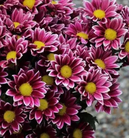 Balkonsko cvetje prevalje