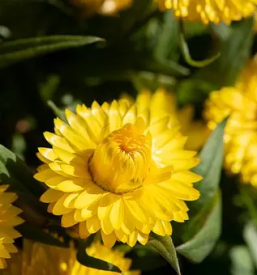 Balkonsko cvetje prevalje