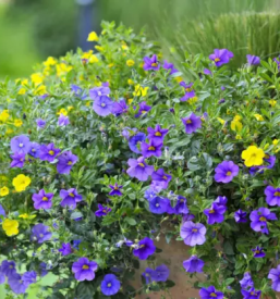 Balkonsko cvetje sentjur