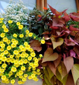 Balkonsko cvetje sentjur