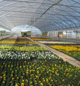 Balkonsko cvetje stajerska