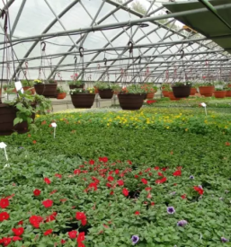 Balkonsko cvetje stajerska