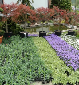 Balkonsko cvetje stajerska